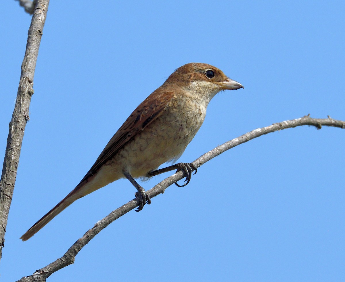 Averla piccola - ML317177581