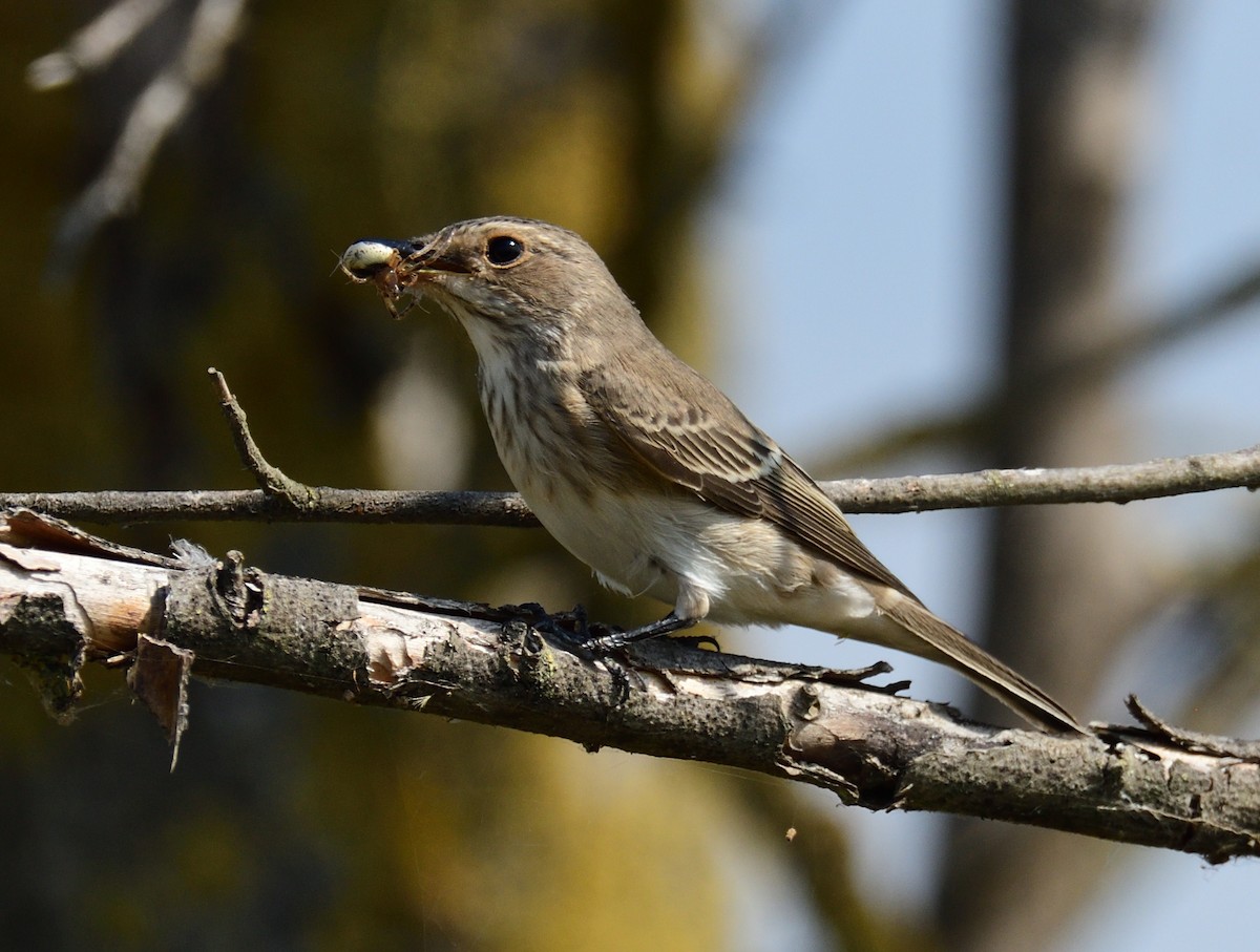 Spotted Flycatcher - Theodosis Mamais