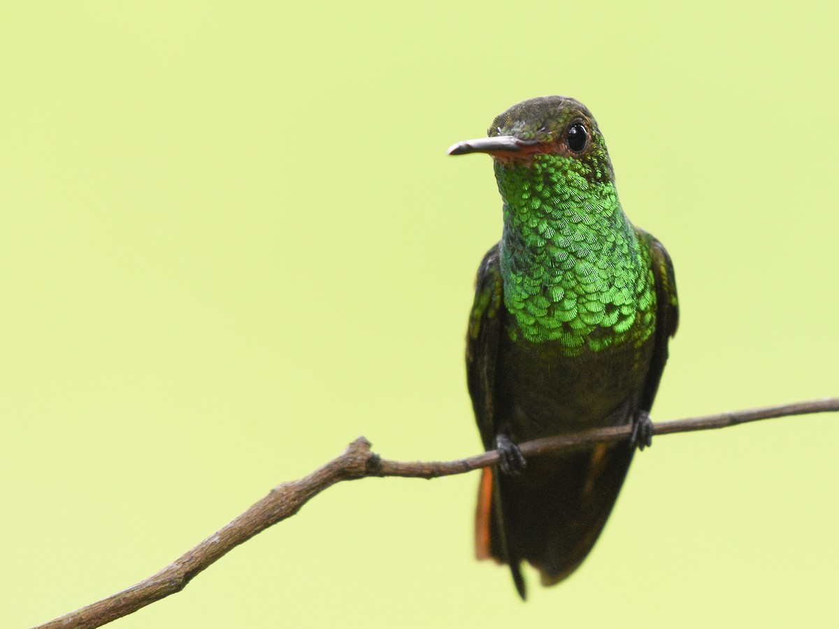 Rufous-tailed Hummingbird - ML317177741