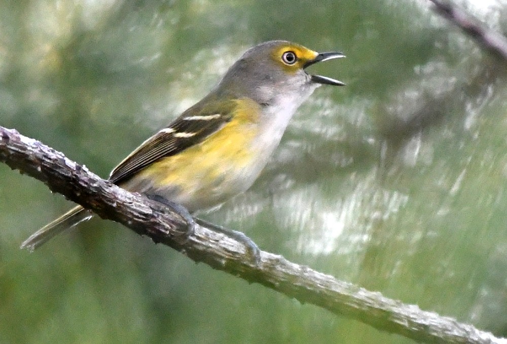 Vireo Ojiblanco - ML317177821