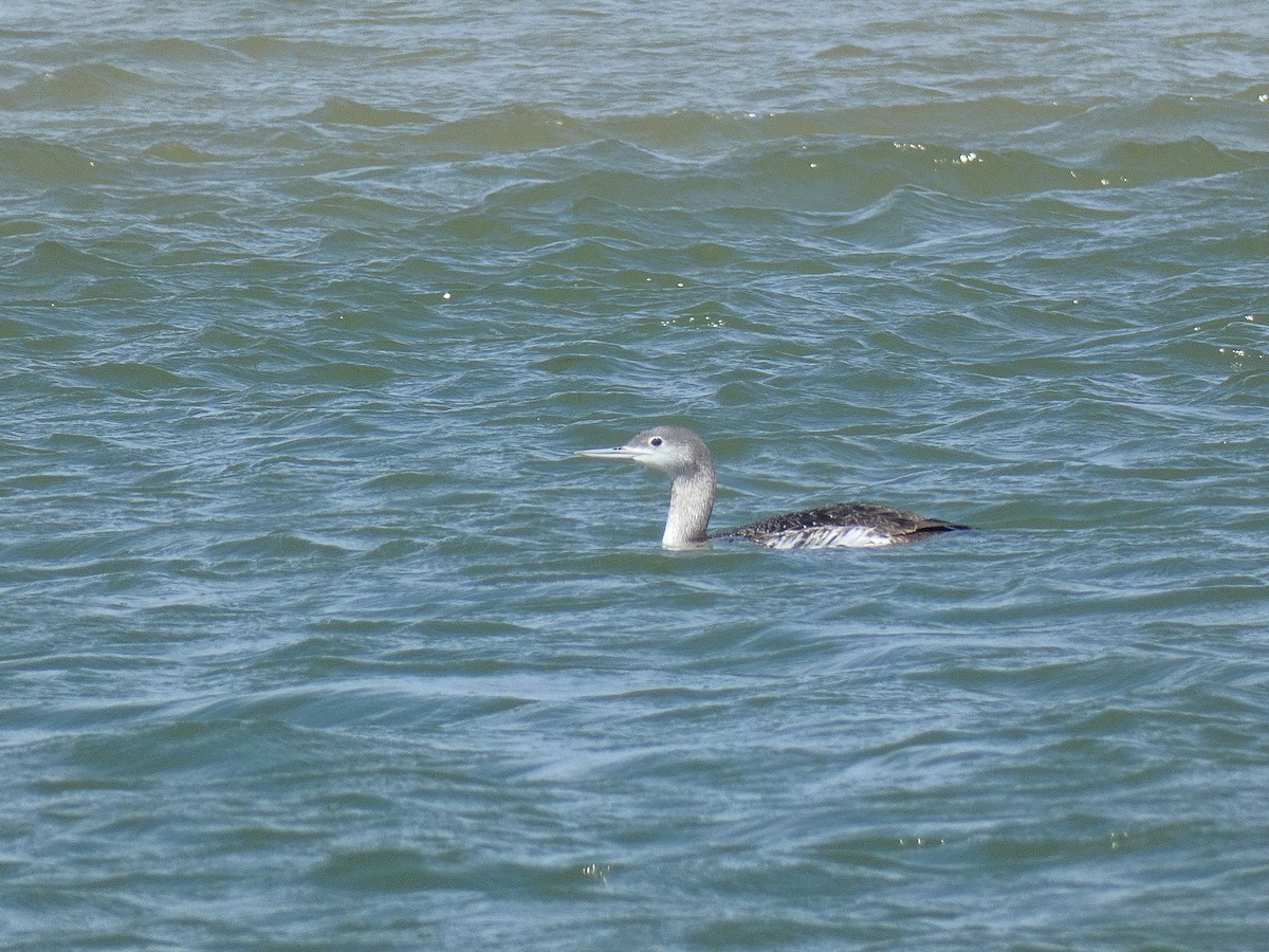 Red-throated Loon - ML317178021