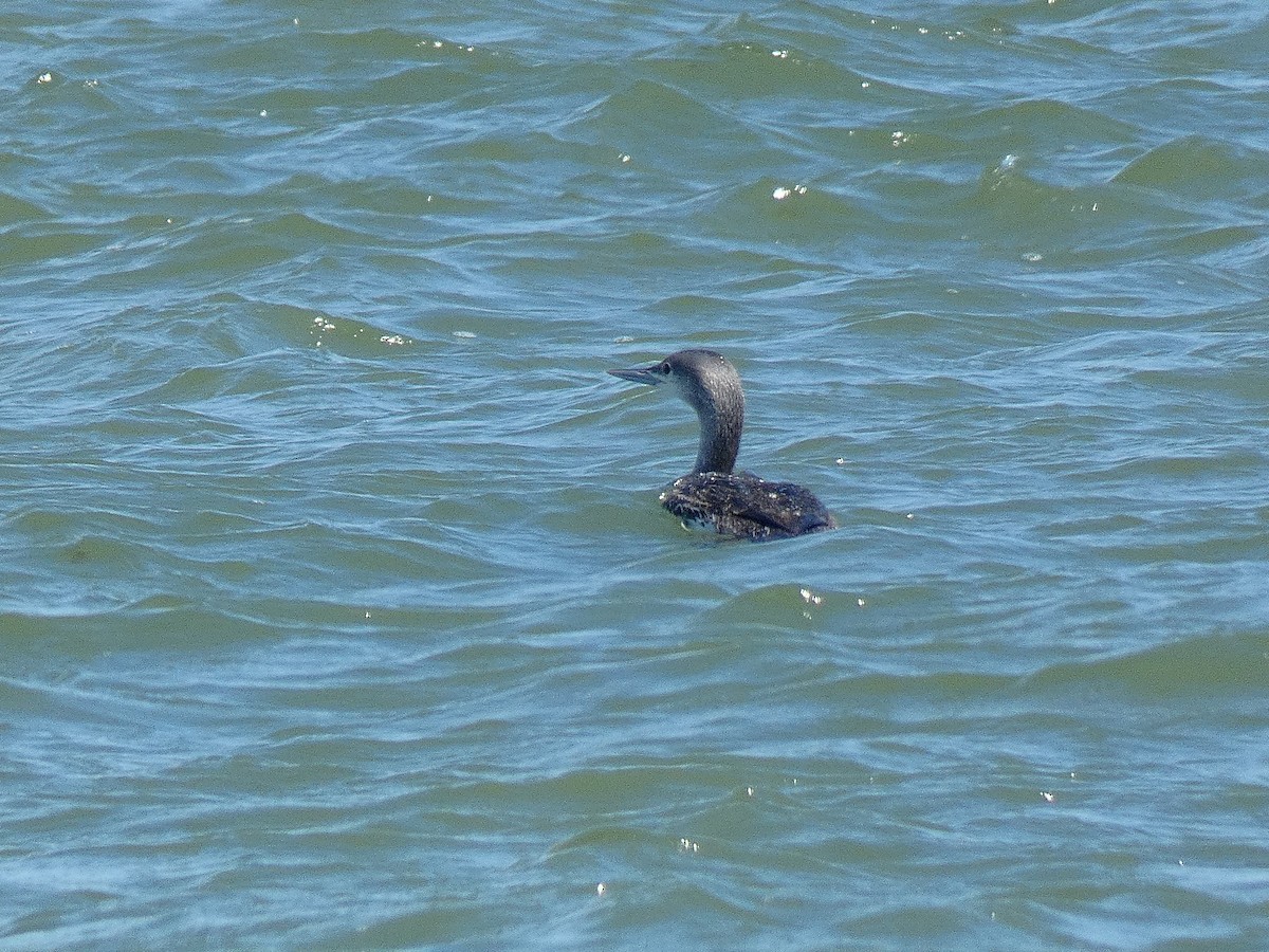 Red-throated Loon - ML317178171