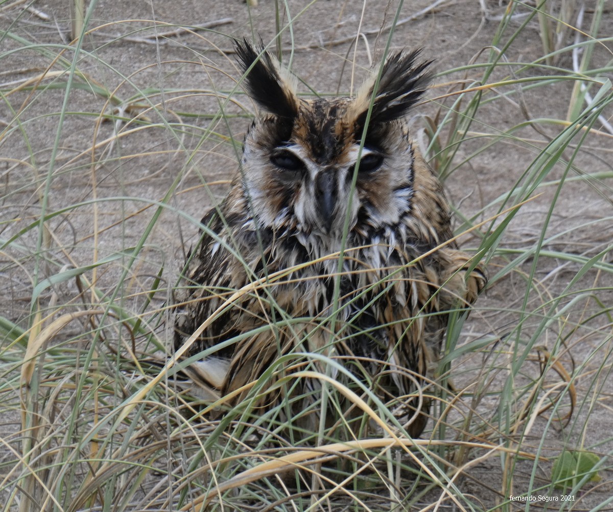 Striped Owl - ML317178751