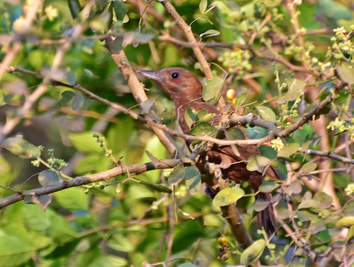 Rufous Woodpecker - asim hazra