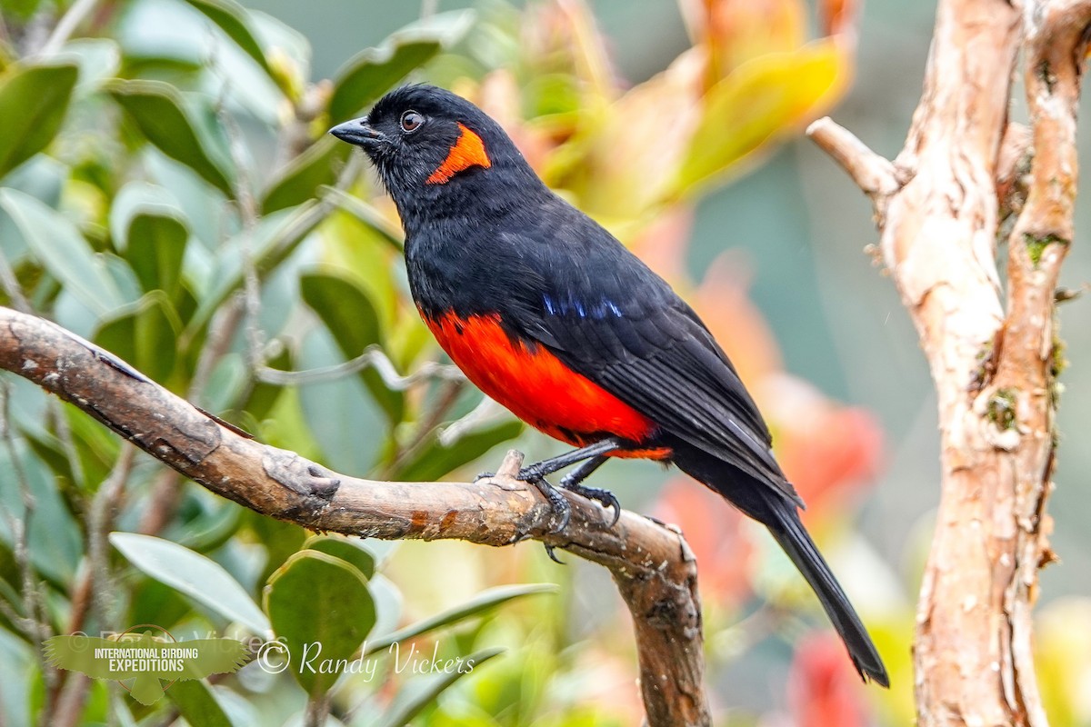 Scarlet-bellied Mountain Tanager (Scarlet-bellied) - Randy Vickers