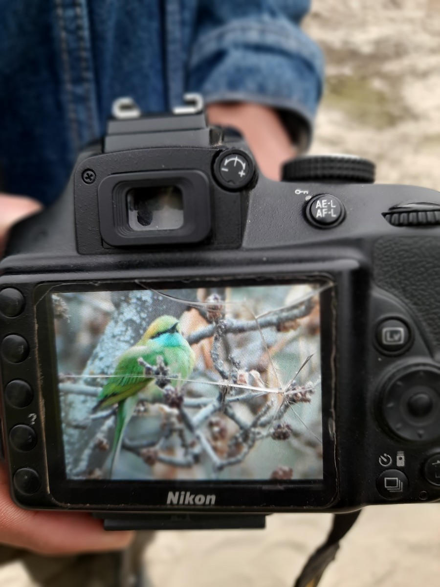Asian Green Bee-eater - ML317185601