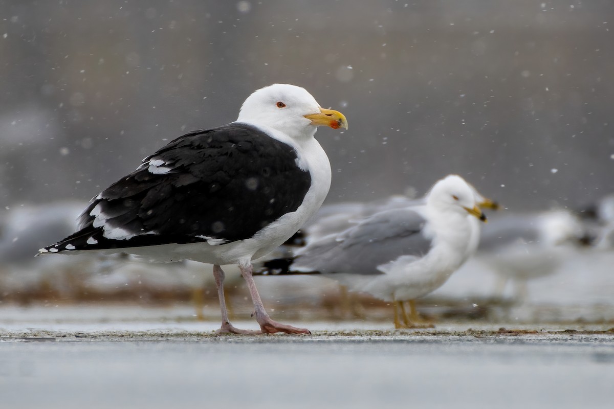 Great Black-backed Gull - ML317186821