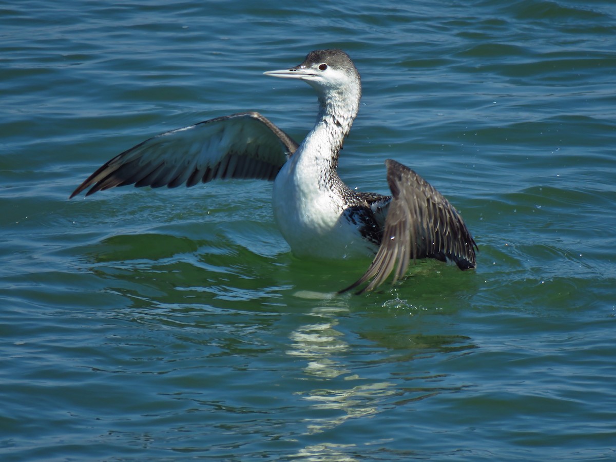 Red-throated Loon - ML317186831