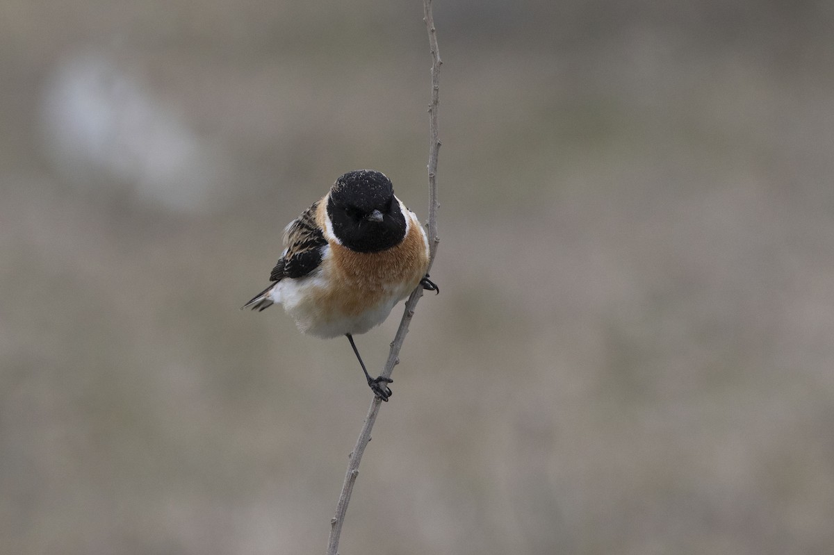 Siberian Stonechat - Alexander Rukhaia