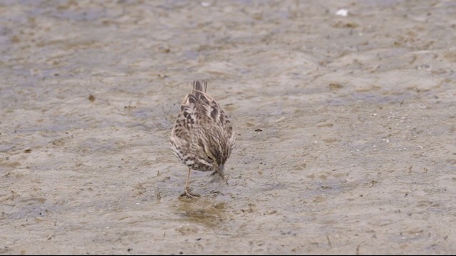 Savannah Sparrow (Belding's) - ML317188801