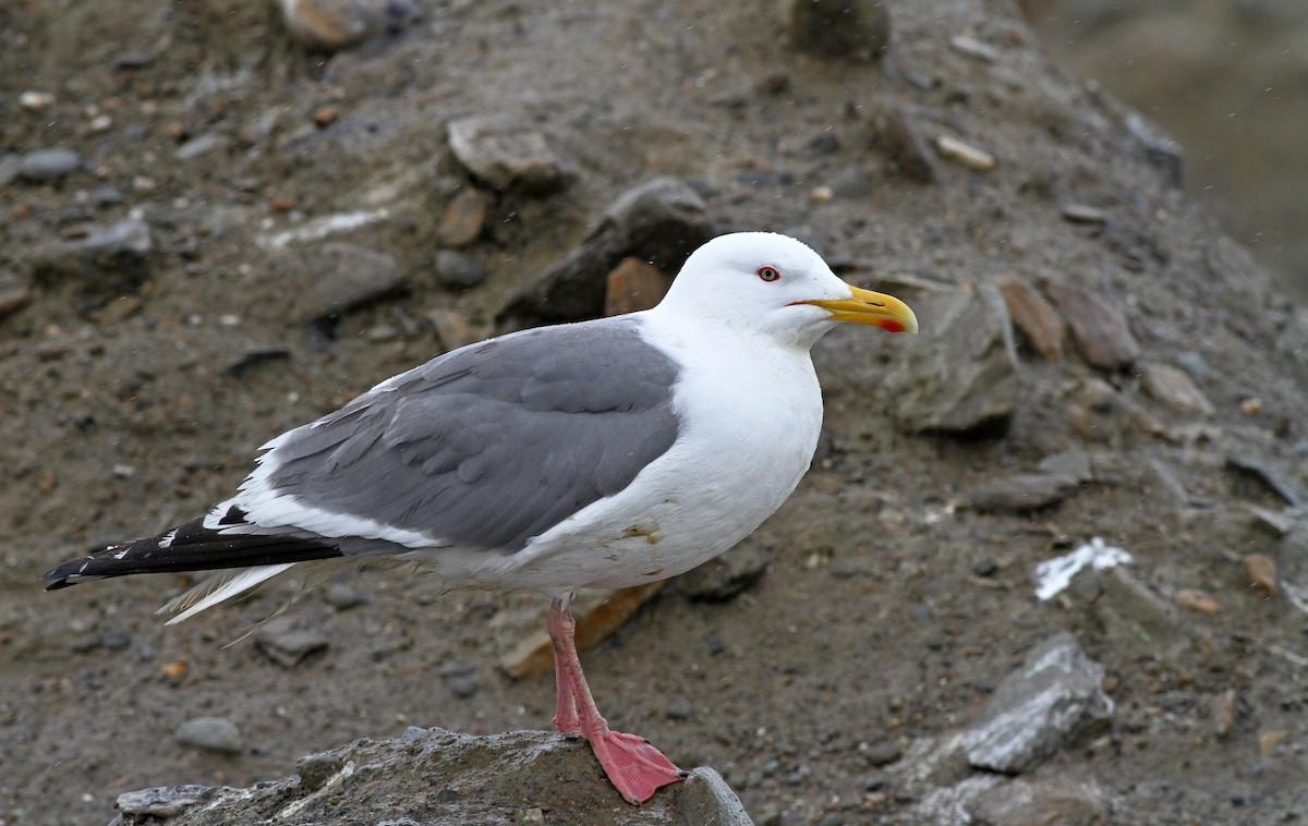 Vega Gull - Ian Davies