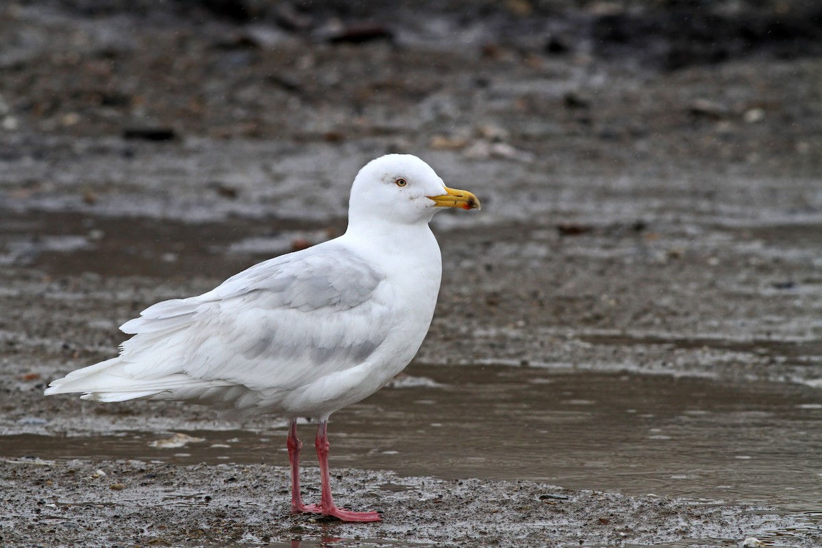 Glaucous Gull - Ian Davies