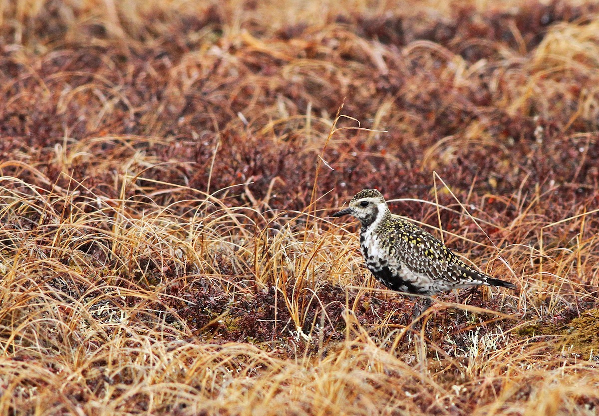 Pacific Golden-Plover - Ian Davies