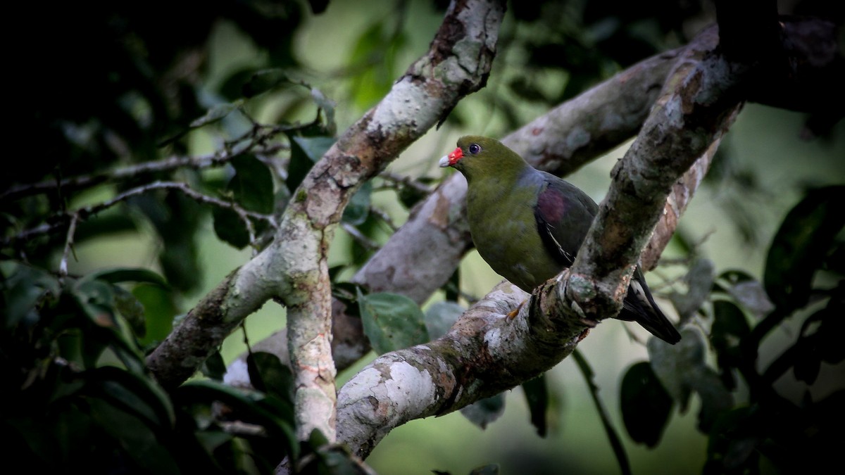 African Green-Pigeon - ML317191581