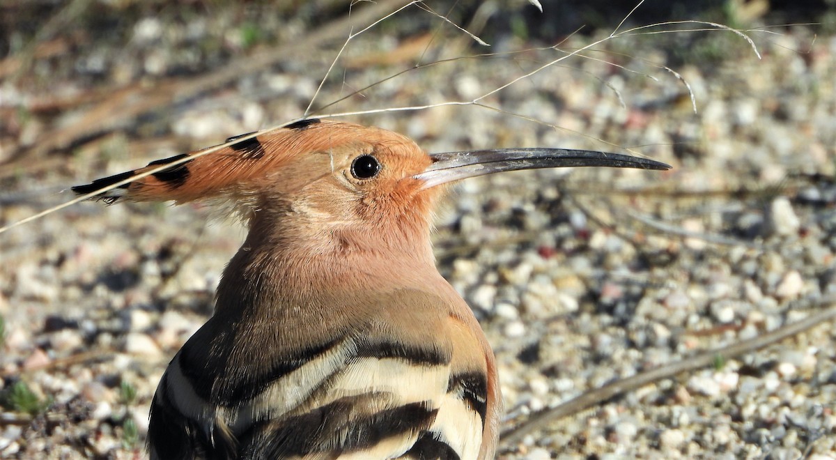 Eurasian Hoopoe - ML317193941