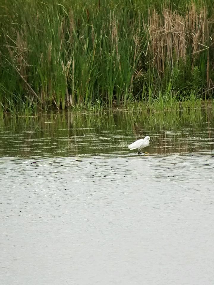 Snowy Egret - Ryan Williamson