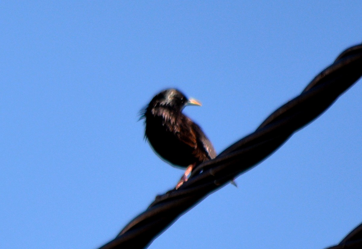 Spotless Starling - ML317196201