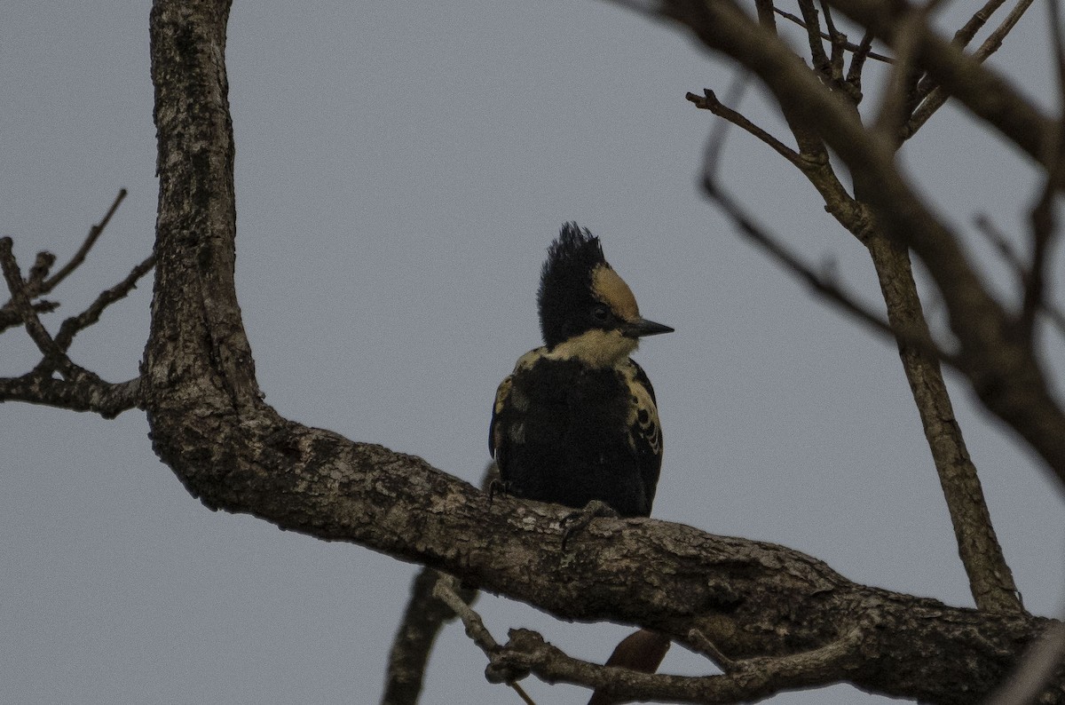 Heart-spotted Woodpecker - ML317196731