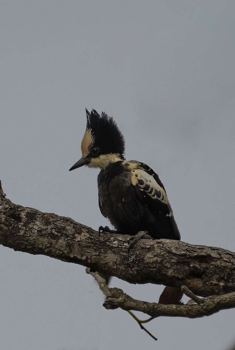 Heart-spotted Woodpecker - ML317196831