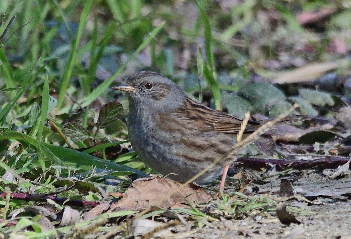 Passera scopaiola - ML317197941