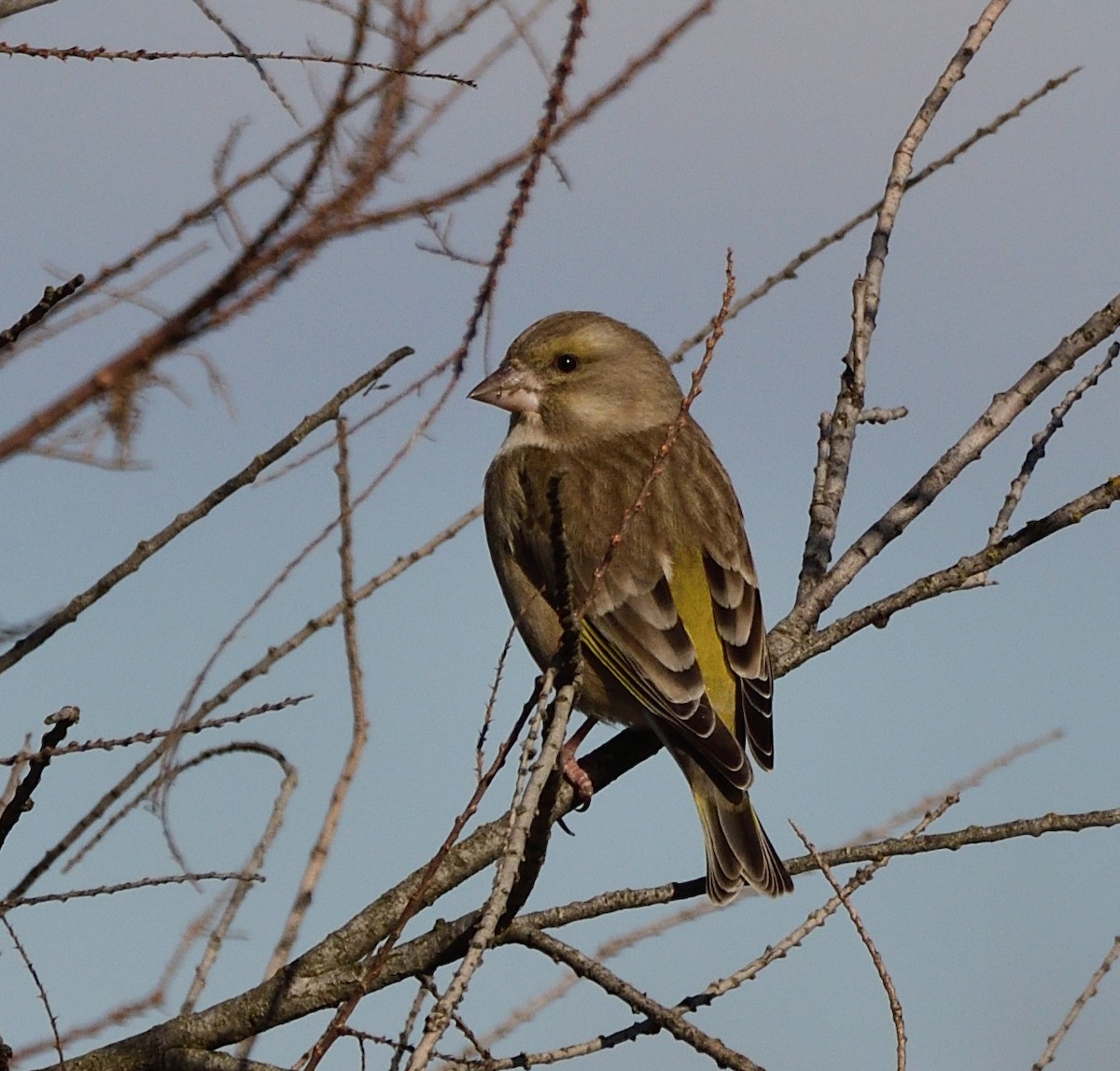 Verdone - ML317200321