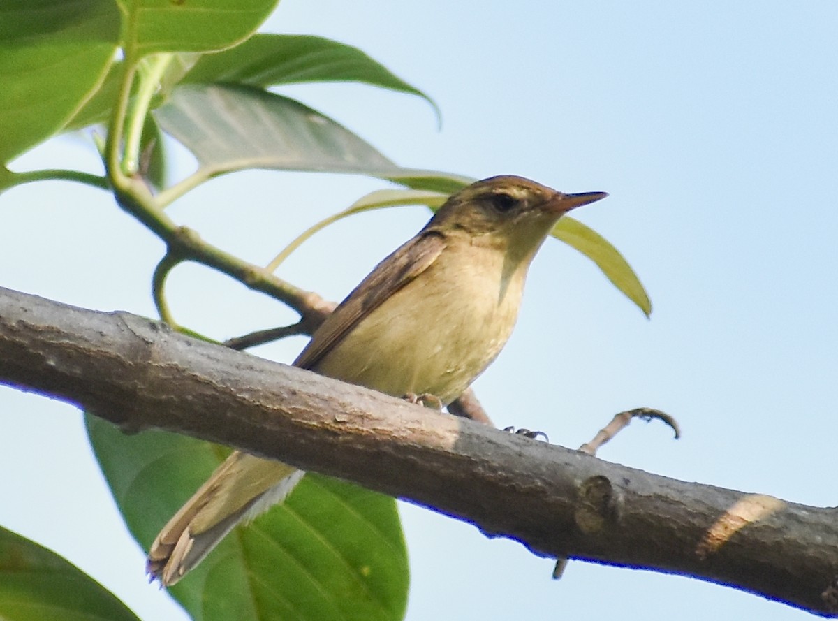 Бутны охил бялзуухай - ML317200931