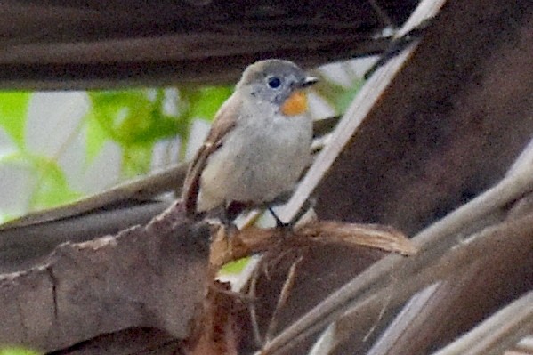 Хурган намнаа - ML317201181