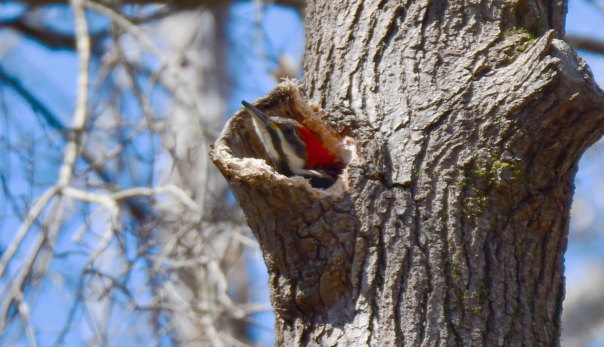 Pileated Woodpecker - ML317201641