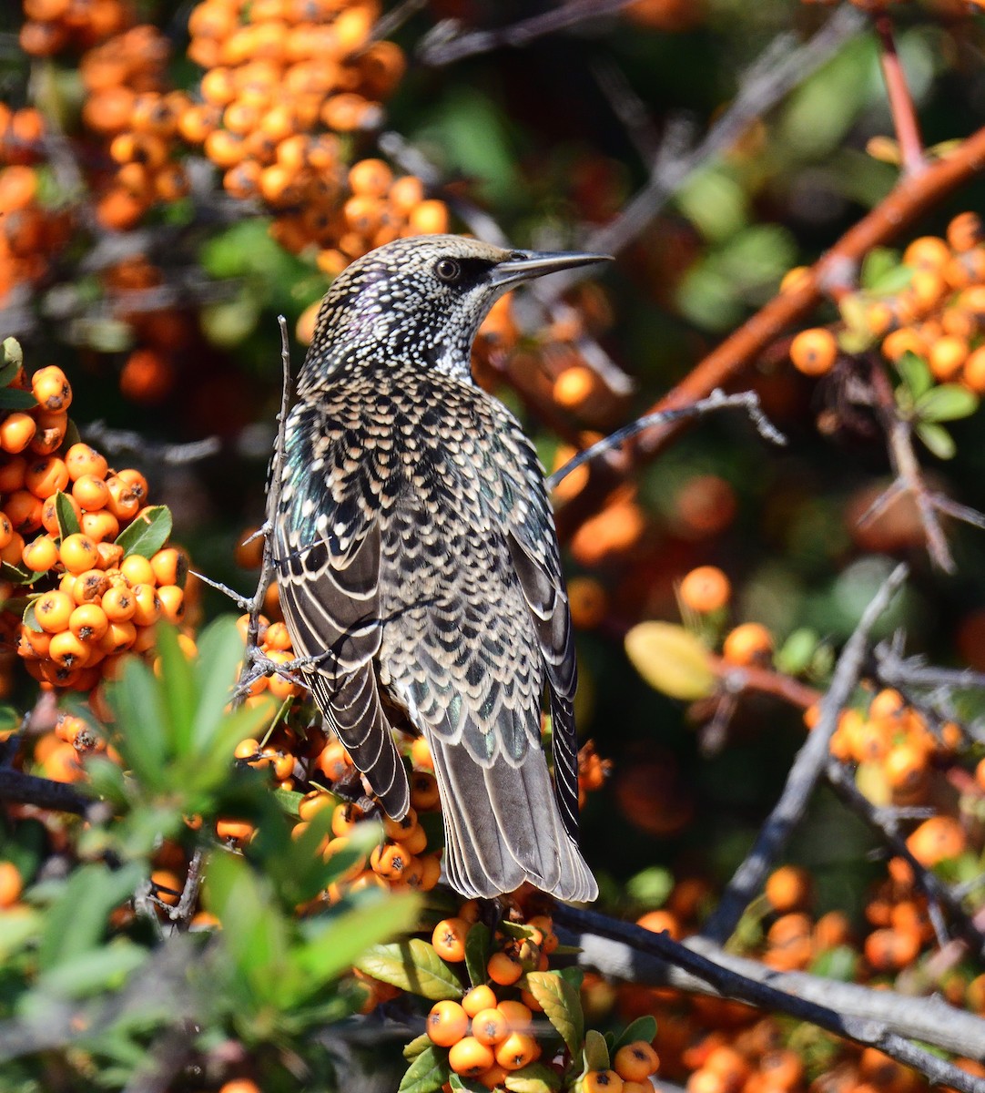 Storno - ML317202781