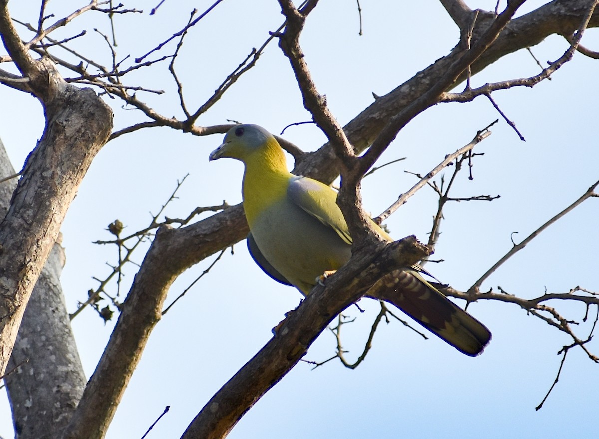 Yellow-footed Green-Pigeon - ML317202991