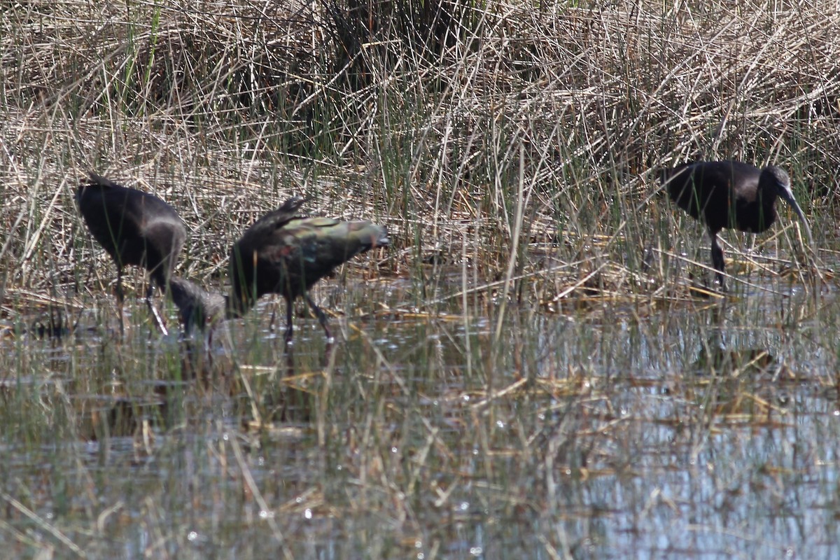 White-faced Ibis - ML317203101