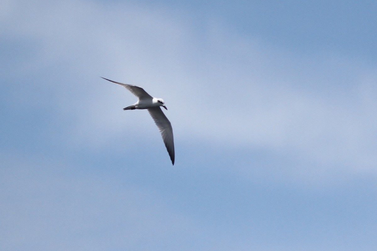 Gull-billed Tern - ML31720431