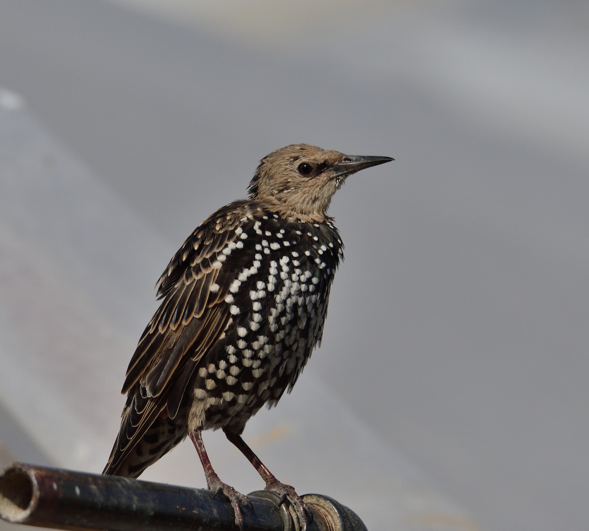 Storno - ML317204351