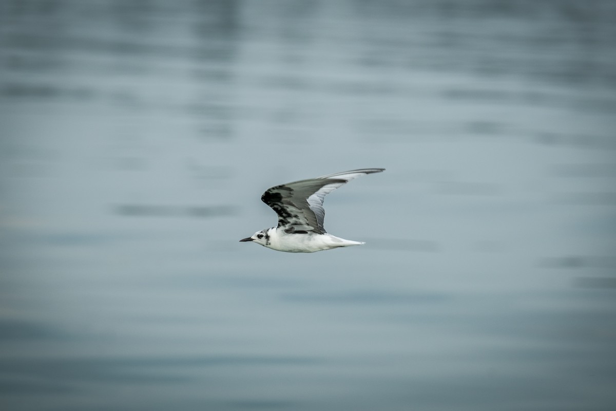 White-winged Tern - ML317205161
