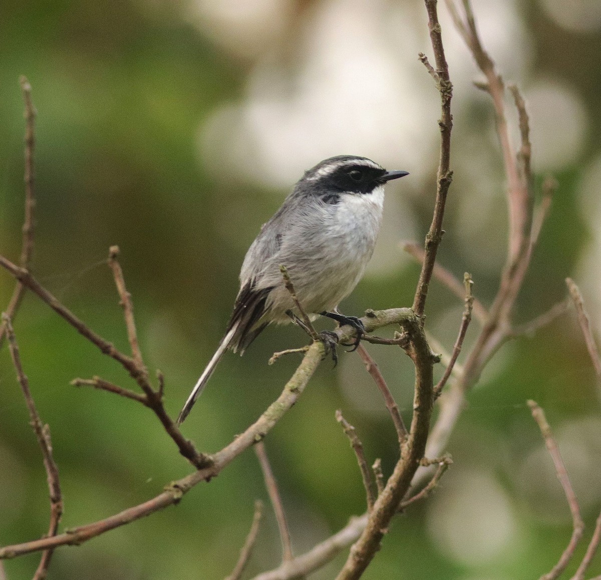 Gray Bushchat - ML317205281