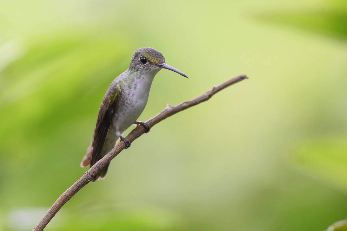 White-bellied Emerald - Carlos Echeverría