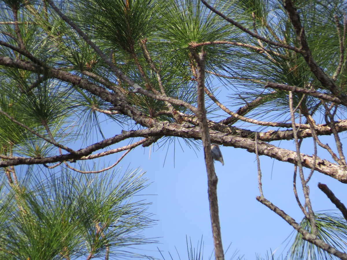 Brown-headed Nuthatch - ML317205481