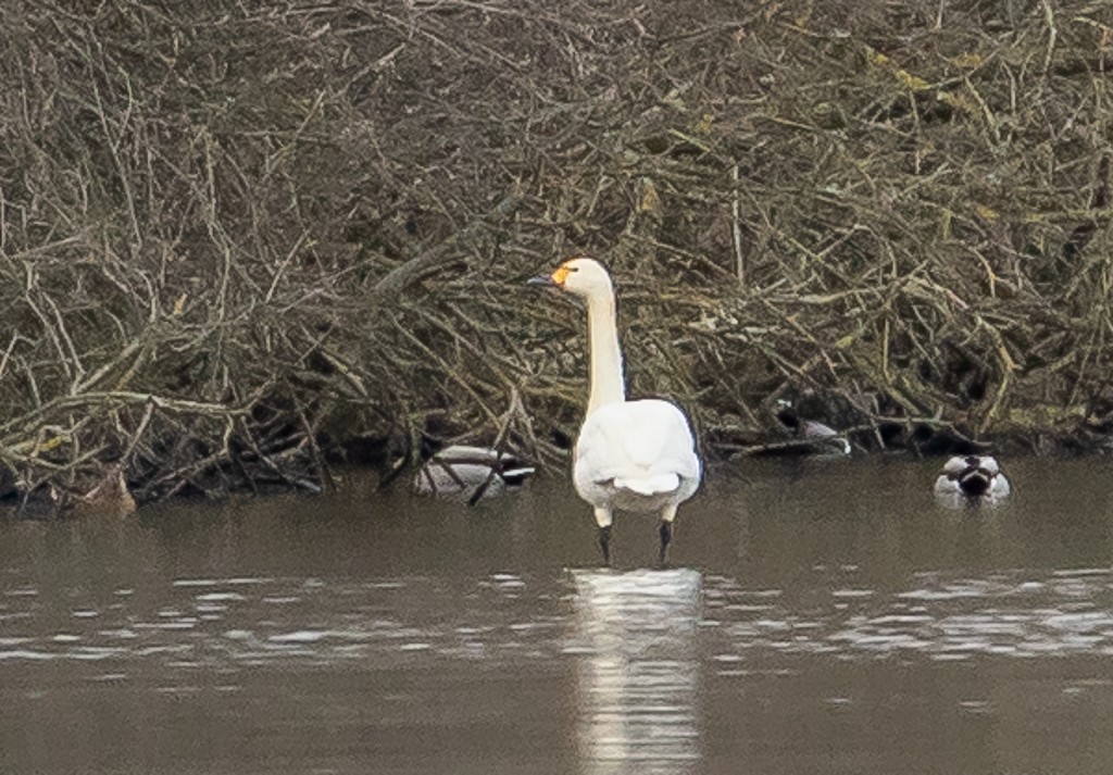Tundra Swan - ML317205811