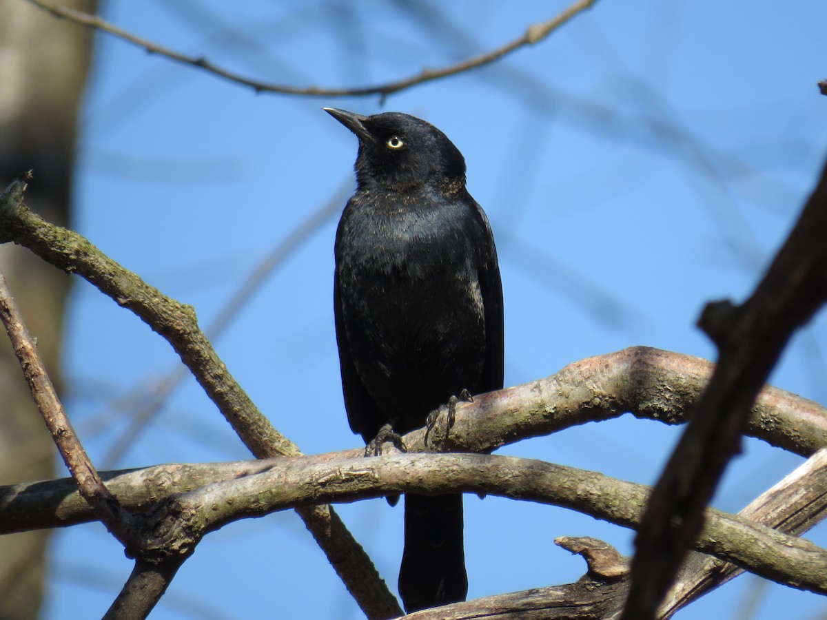 Rusty Blackbird - ML317206431