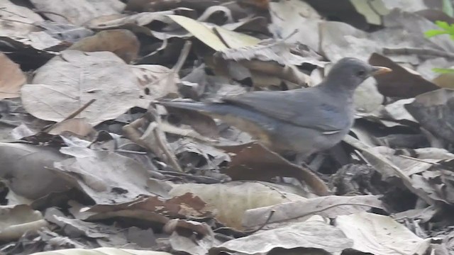 Tickell's Thrush - ML317206991