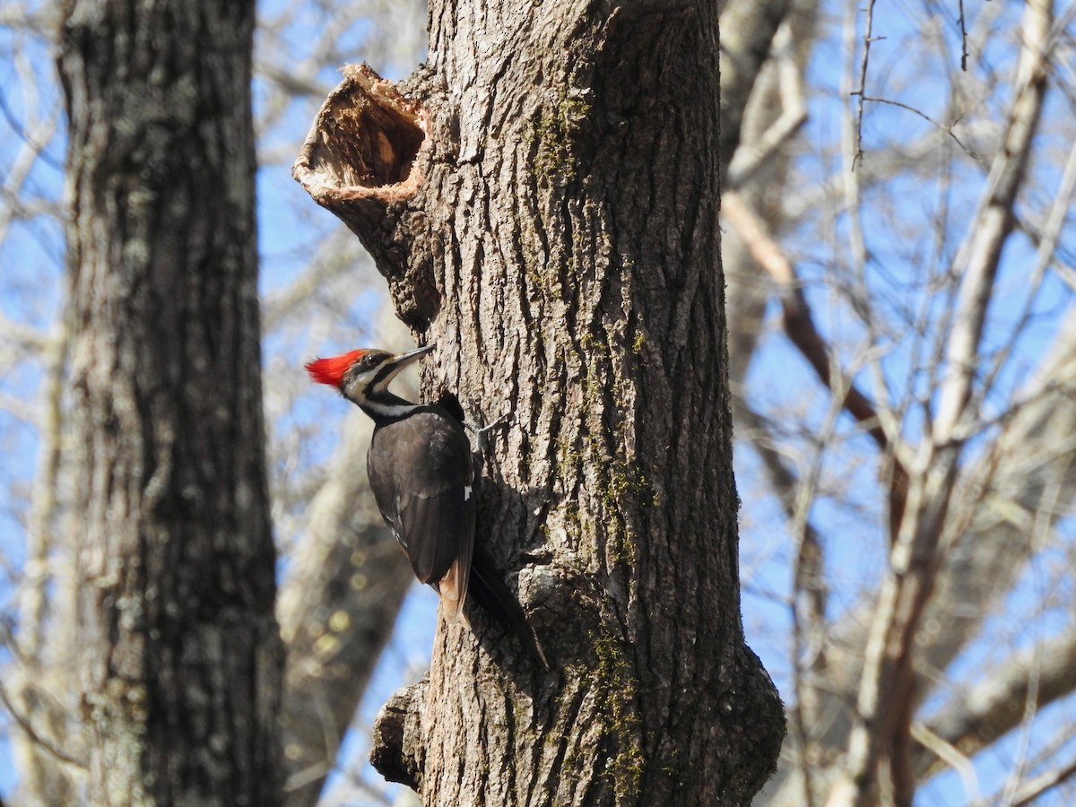 Pileated Woodpecker - ML317207131