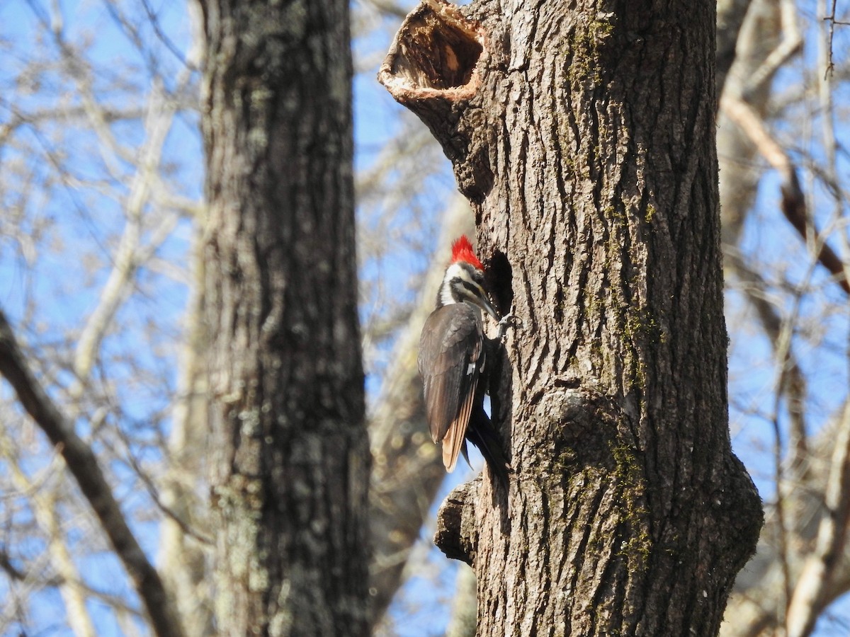 Pileated Woodpecker - ML317207151