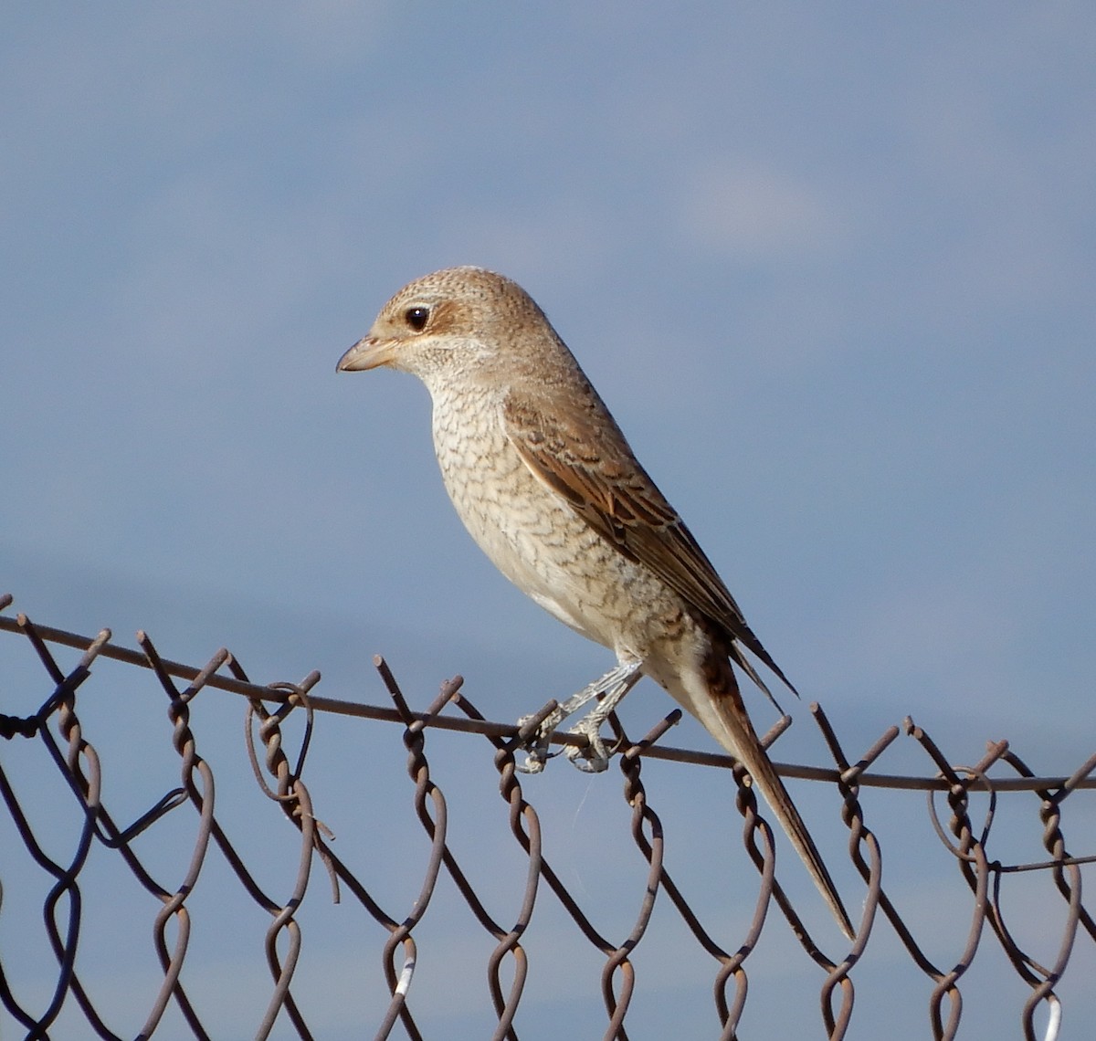 ťuhýk obecný - ML317207421