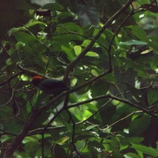Swallow-tailed Manakin - ML317207761