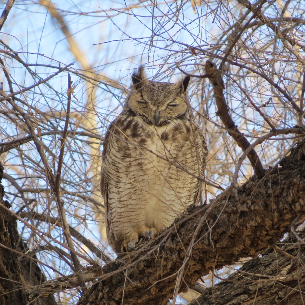 Great Horned Owl - ML317209991