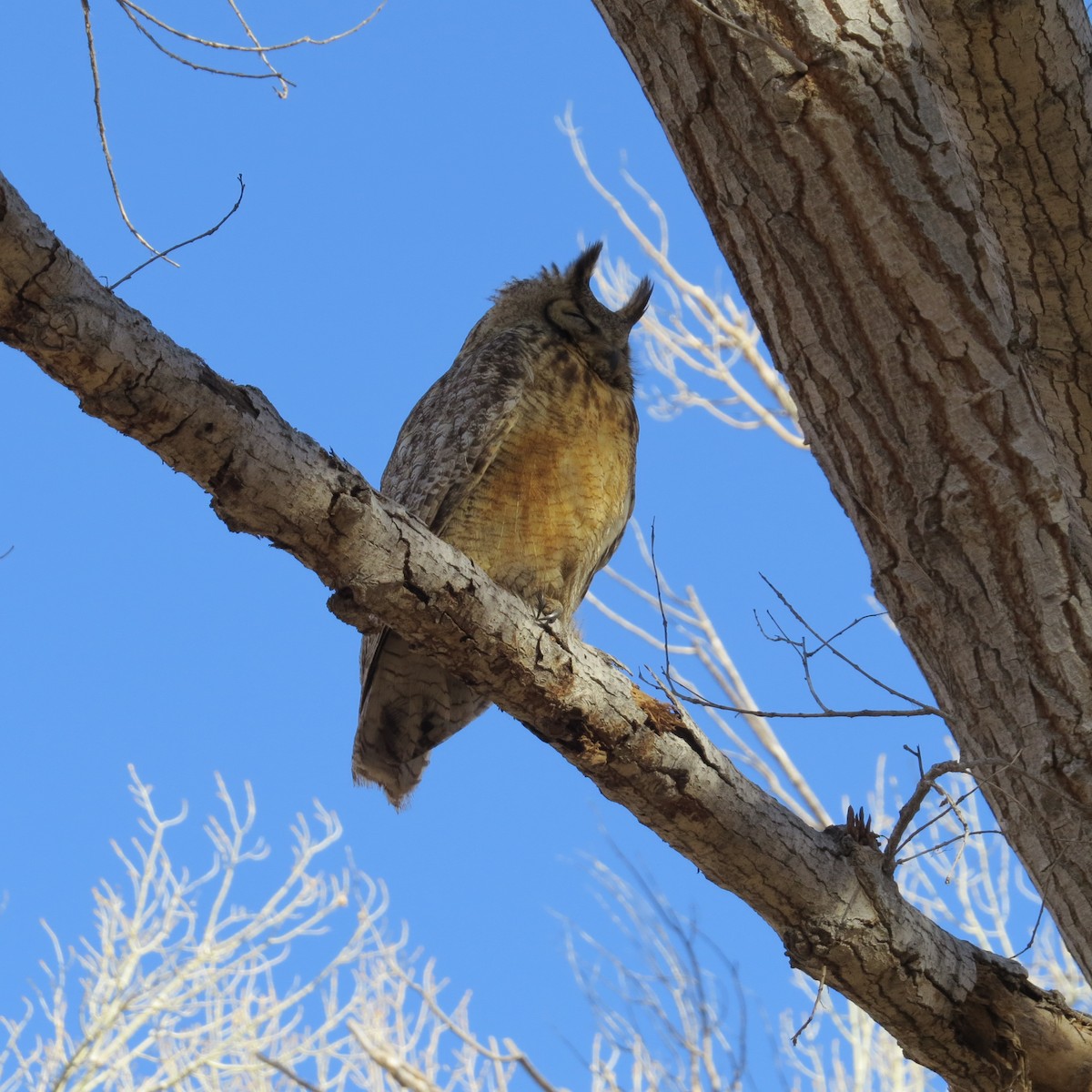Great Horned Owl - ML317210071