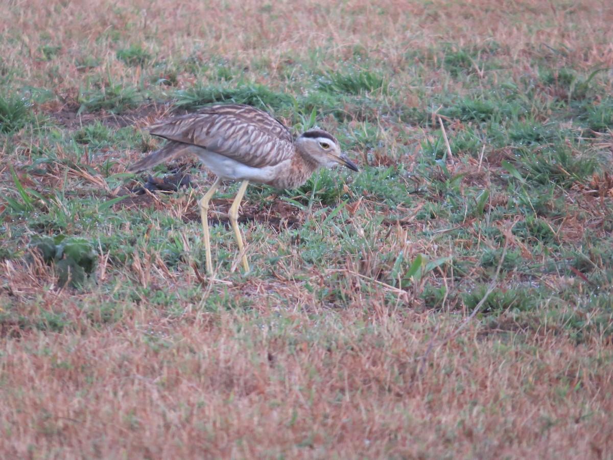 Double-striped Thick-knee - ML317212231