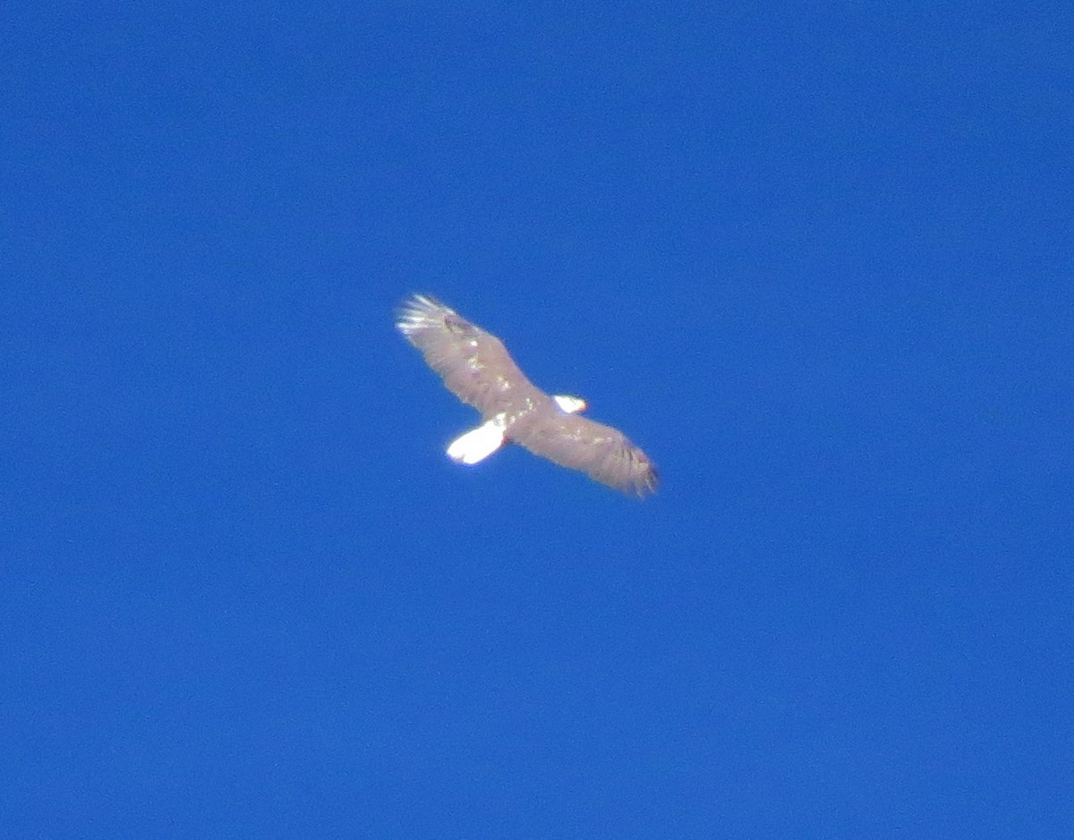 Белоголовый орлан - ML31721251