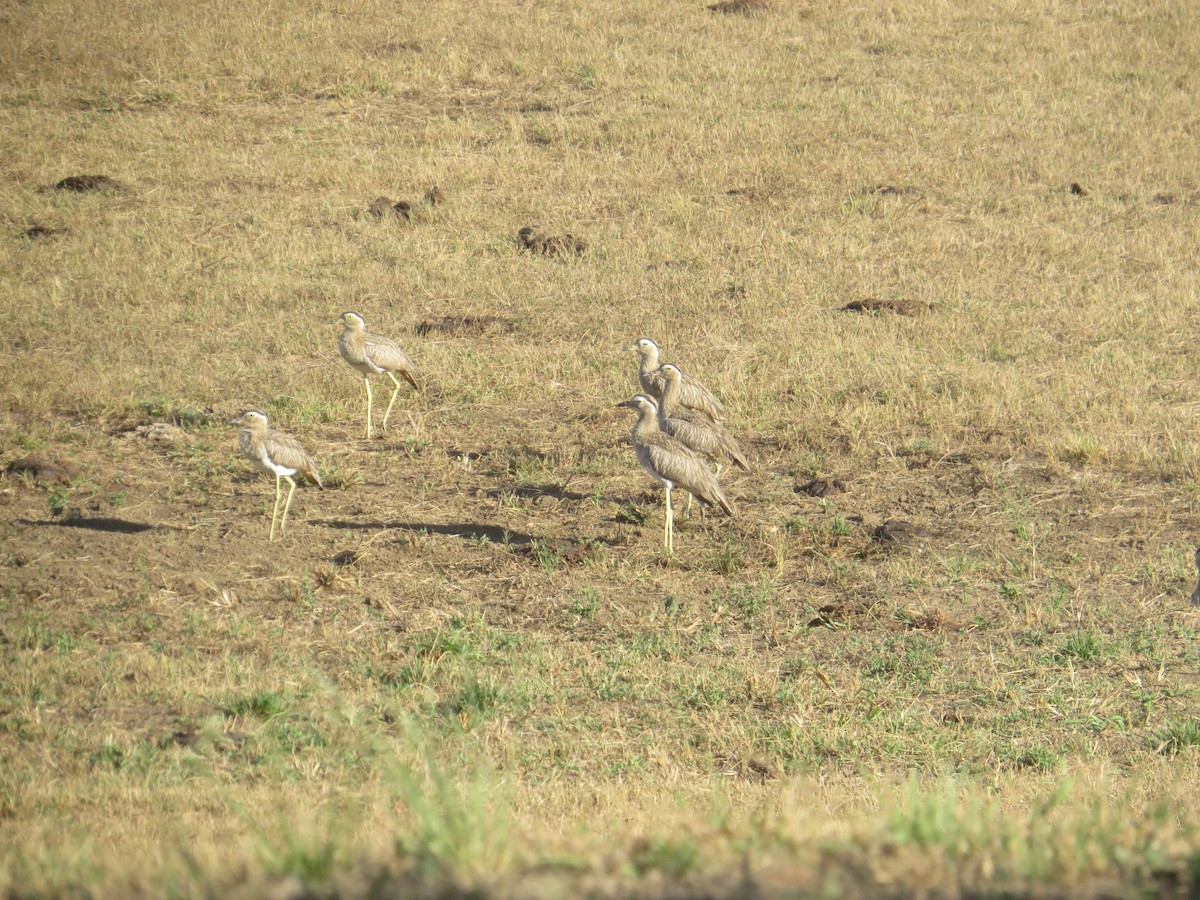 Double-striped Thick-knee - ML317214361