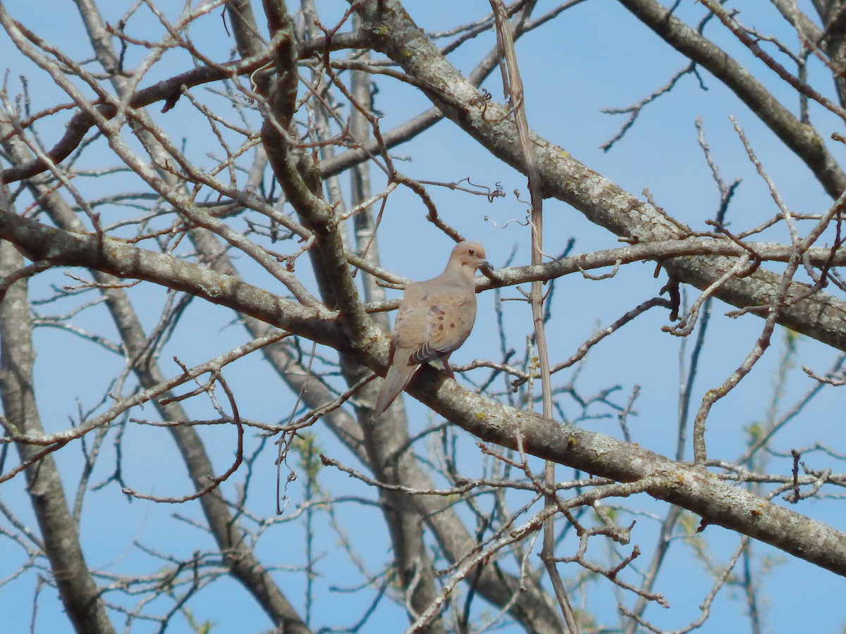 Mourning Dove - ML317214951